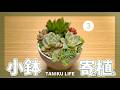 【多肉植物】小鉢の寄せ植え/普及種は増えまっせぇ【succulent】