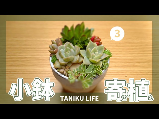 多肉植物】小鉢の寄せ植え/普及種は増えまっせぇ【succulent】 - YouTube