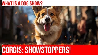 Pembroke Welsh Corgi Show: A Day at the Dog Show!