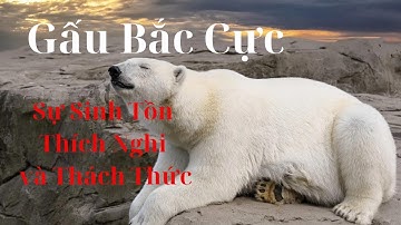 Gấu Bắc Cực | Sự Sinh Tồn, Thích Nghi và Thách Thức #độngvậtkìlạ #thegioidongvat #gau