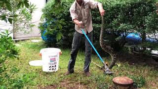 5 Foot Diamondback Rattlesnake Removal from under a house in Orange Park Florida!