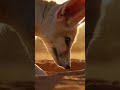 Fennec Fox Searches for Food in the Desert 😢🦊🌵