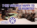 7 Cat Siblings Happy To Be Reunited After TNR Trapping | S6 E75 Feral Kittens