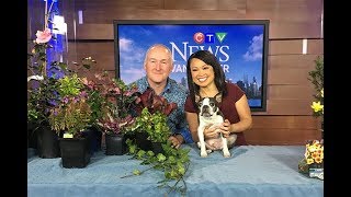 Poisonous Plants For Pets Article Phoenix Perennials