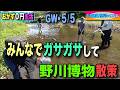 【おかず0円生活】GW みんなでガサガサ野川博物探索