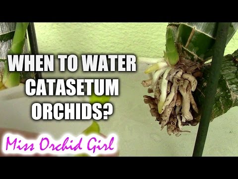 فيديو: متى تبدأ سقي catasetum؟