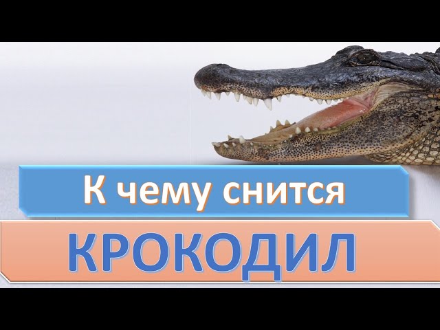 К чему снится КРОКОДИЛ (АЛЛИГАТОР) | СОННИК