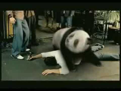 epic fail drunken panda bear youtube