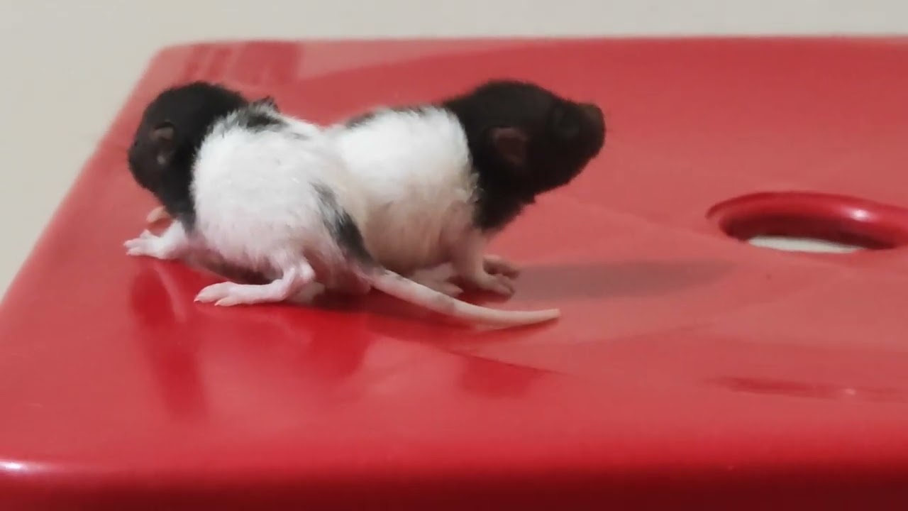 ❤️❤️❤️High Quality Hooded Rat