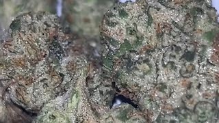 Southern Pound Cake by Roll One (Trulieve) Review