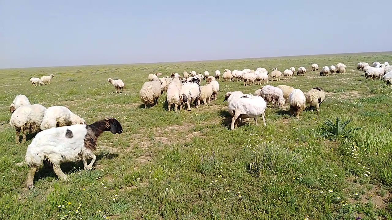 غنم الوزات ربيع العراق