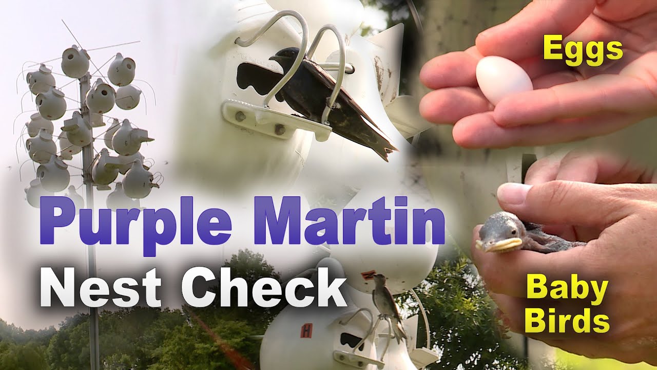 Checking Purple Martin Nests – Family Plot