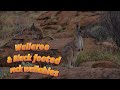 Wallaroos of Alice Springs 🦘 | Cliff-Hopping Kangaroos &amp; Black-Footed Rock-Wallabies
