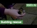 Ducklings hatch in garden, but are unable to escape