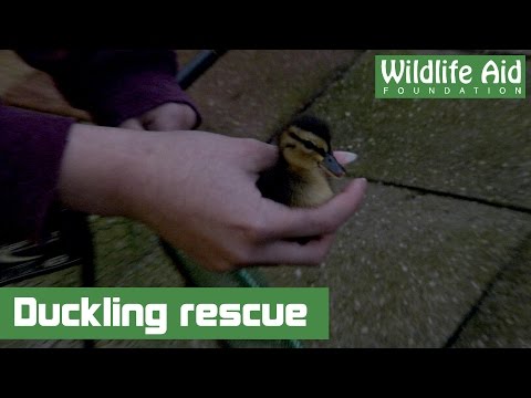 Duck Rescuer Protective Mama Won’t Abandon Ducklings During ‘Miracle And A Half ...