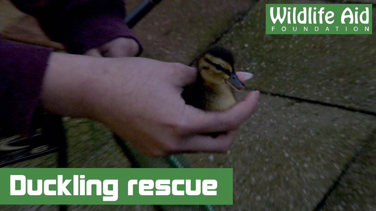 Ducklings hatch in garden, but are unable to escape