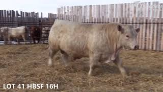 LOT 41 HBSF 16H