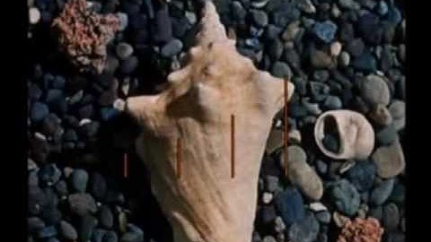 Donald in Mathmagic Land