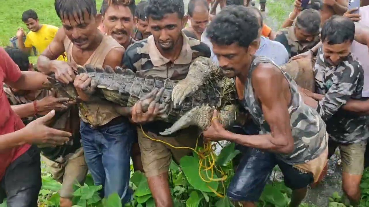 রামকৃষ্ণপুর রাধানগর গ্রাম পঞ্চায়েত এর সামনে কুমিরের দেখা পাওয়া গেছে এই প্রথম🐊