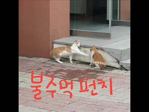 냥냥펀치 대결