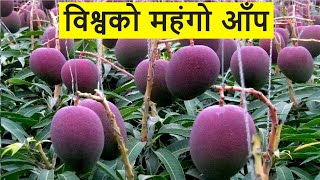 यो हो १ केजी कै नेपाली ४ लाख ३० हजार रुपैयाँ पर्ने आँप, आजै रोप्नुहोस् World's Most Expensive Mango
