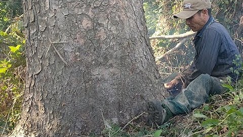 cưa cây còng siêu khủng , Ở gần biên giới Việt Nam . Campuchia .Cưa cây kỹ thuật cao