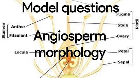 | Model questions on  Angiosperm morphology  | Core Botany  S5 |