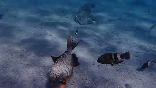 Желтомордый псевдобалист питается Yellowmargin triggerfish Pseudobalistes flavimarginatus