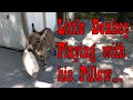 Little Donkey Playing with his Pillow