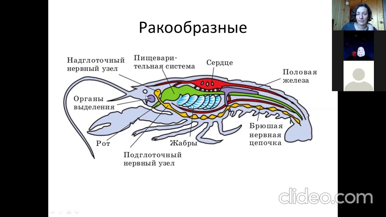 Какие железы у ракообразных