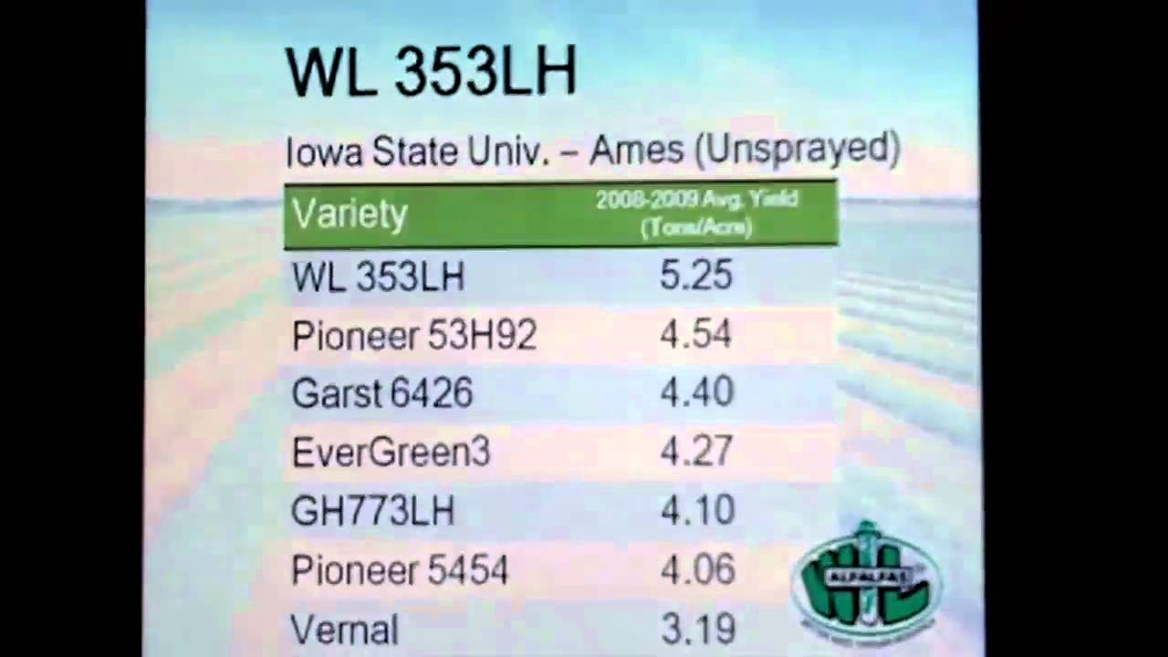 Cisco Dealer Market  - WL Alfalfa