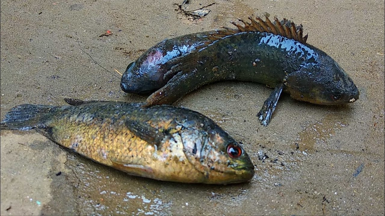 Village Style Desi Paka Koi Recipe By My Mother | Climbing Perch Fish