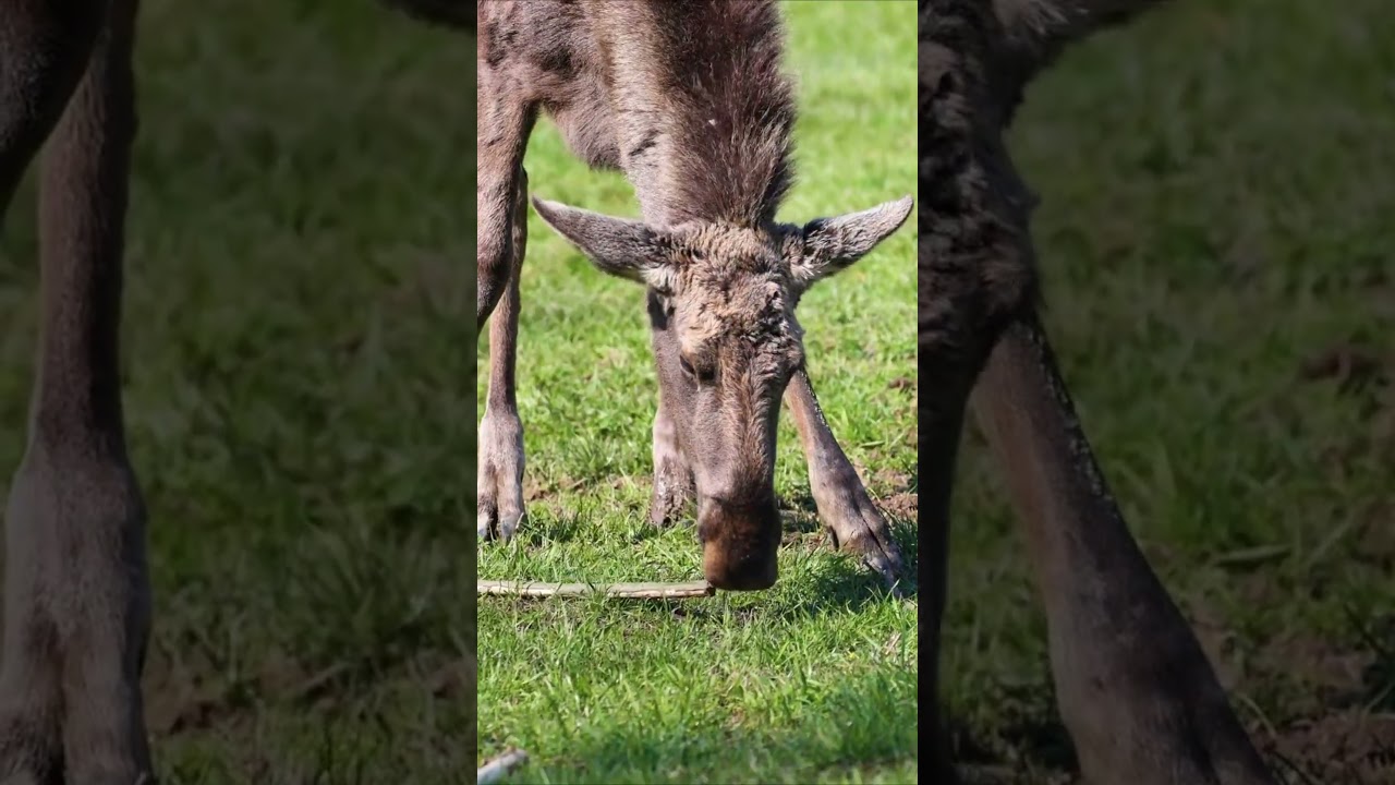 Из лосиных экскрементов делают этот продукт