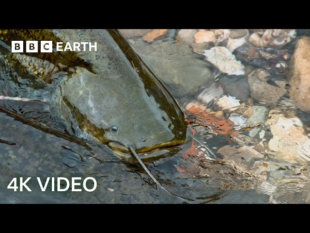 The Fish That Hunts Pigeons | 4K UHD | Planet Earth II | BBC Earth class=
