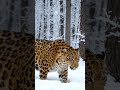 Nature's Coldest Beauty: The Snow Leopard 🐆❄️ #shorts