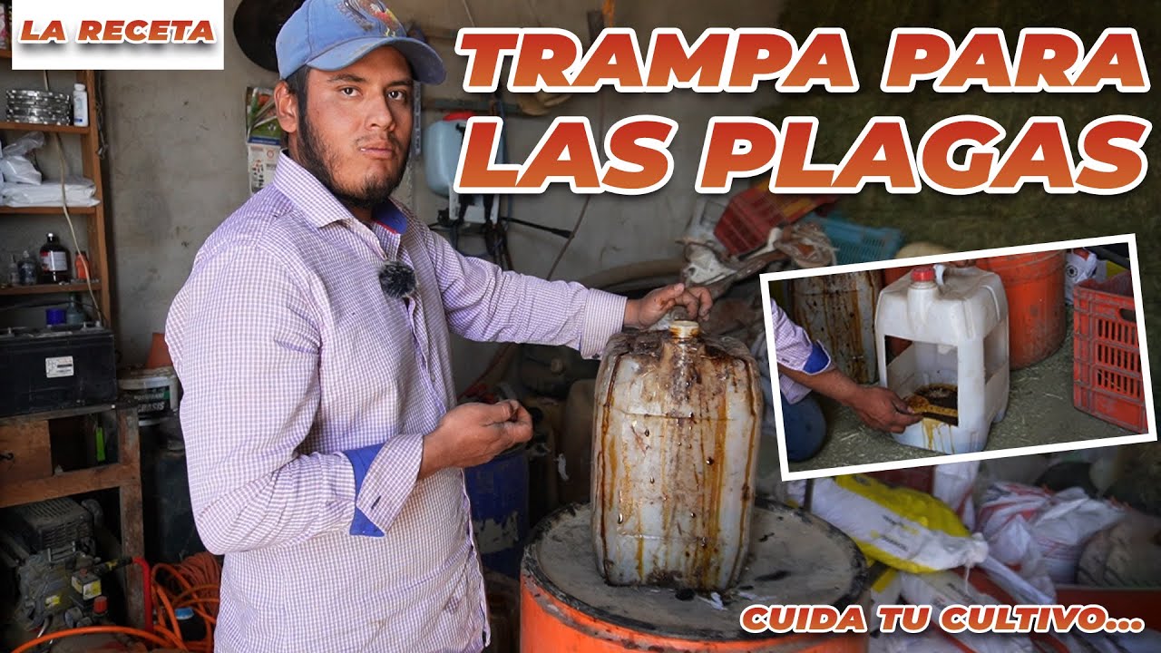 ¿CÓMO HACER TRAMPAS PARA PLAGAS? | Rancho Cinco Talentos | Agricultura | Campo