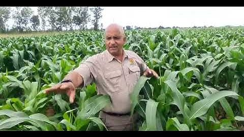 effects of weeds in crops