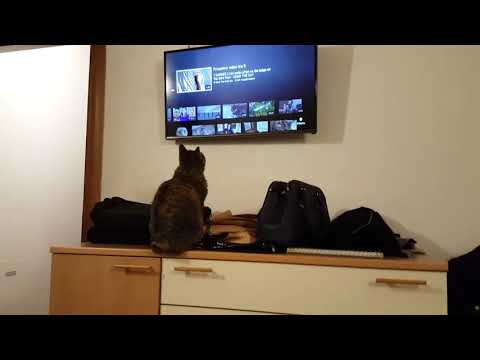 Gatto reagisce ad un suo video di Youtube trasmesso in tv
