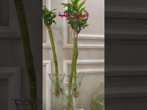 عصا موسى نبات يمتص الحسد والعين ويبعدها عن اهل البيت