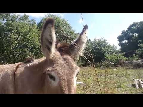 Video: Find out how long donkeys live