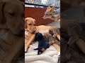 Nature's Most Unlikely Bond: When Instincts Collide! 🐕🧡🦊