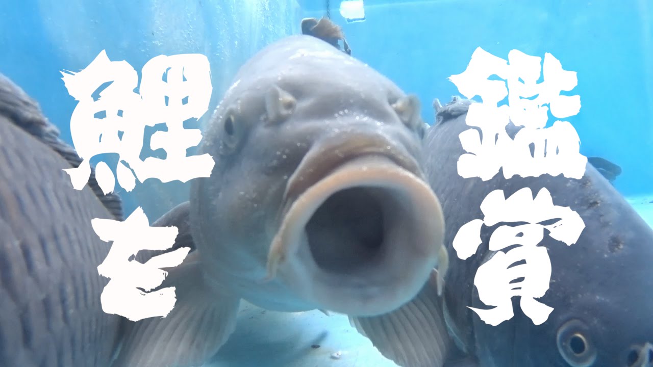 鯉を鑑賞 - YouTube