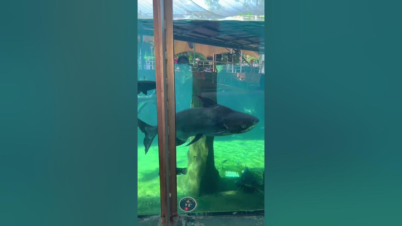 Monster Fish Aquarium ! Zoo Negara Malaysia shorts YouTube