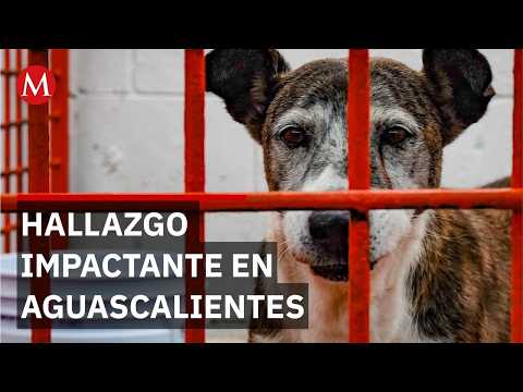 Detienen a Omar 'N' en Aguascalientes por sacrificar y consumir perros