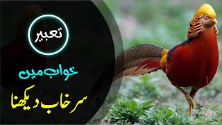 khwab mein surkhab dekhna | sorkhab ki tabeer | sarkhab | pheasant in dream | khwabon ki tabeer