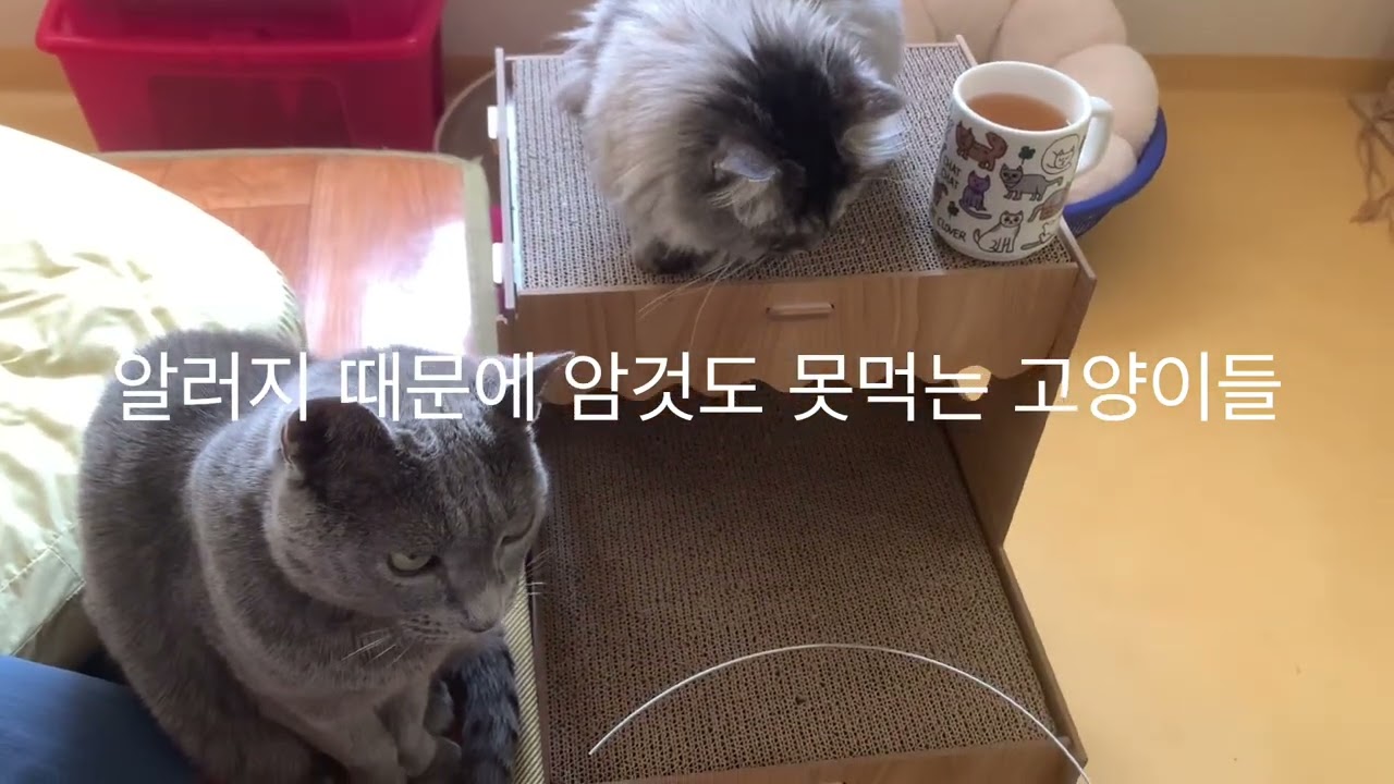 우리집 일상의 한 부분 