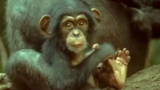 ⁣Cutest baby Chimp | early learnings | Attenborough: Trials of Life | BBC