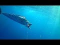 WAHOO & MACKEREL SMASH BAITS ATTACHED TO UNDERWATER CAMERA