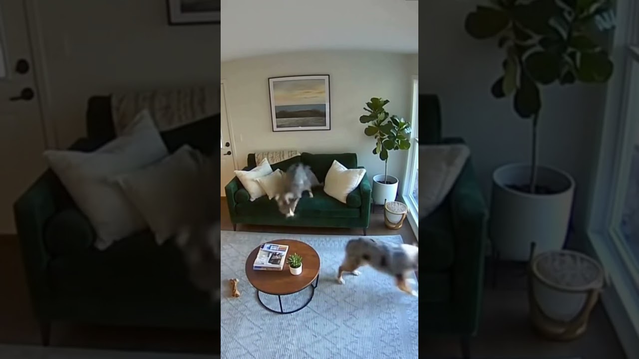 Security Camera EXPOSES What Pets Do Home Alone 📹