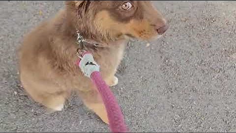 Bailey Working On The Heel Command By Smart Start Puppies